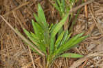 Tapered rosette grass